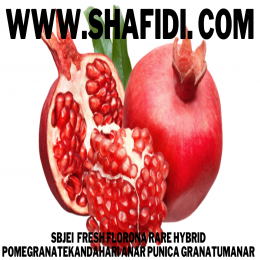 FRESH FLORONA RARE HYBRID POMEGRANATE